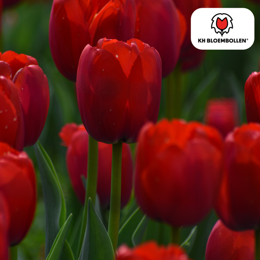 Welke rode tulpenbollen zijn het mooist
