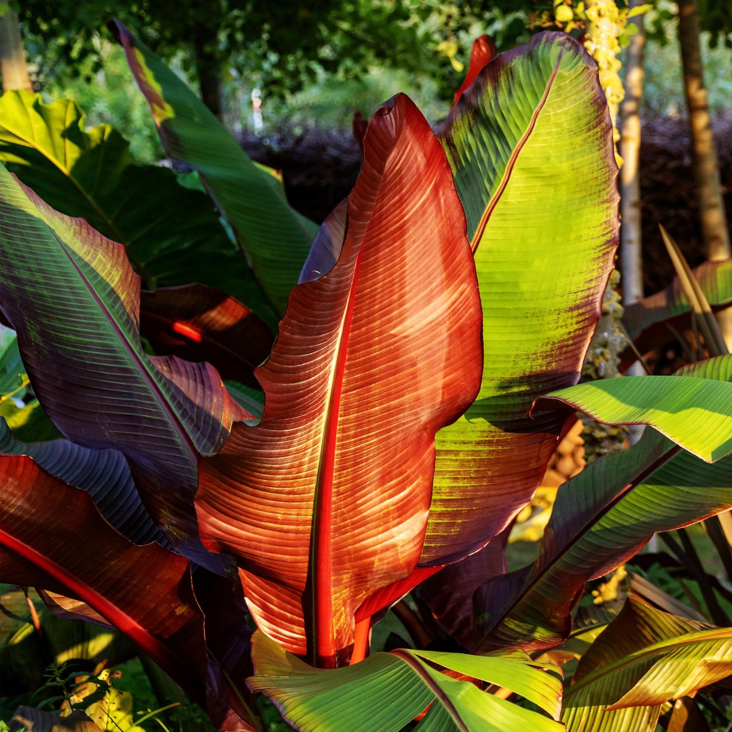 Bananen plant - Ensete ventricosum Maurelli - Winterhard - 2 planten - Pot 17cm Hoogte 40cm