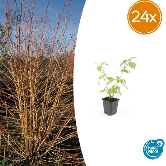 24x Cornus sanguinea 'Anny's Winter Orange' – Hoogte 10-25 cm – Pot Ø9 cm – Winterbloeiende Sierstruik