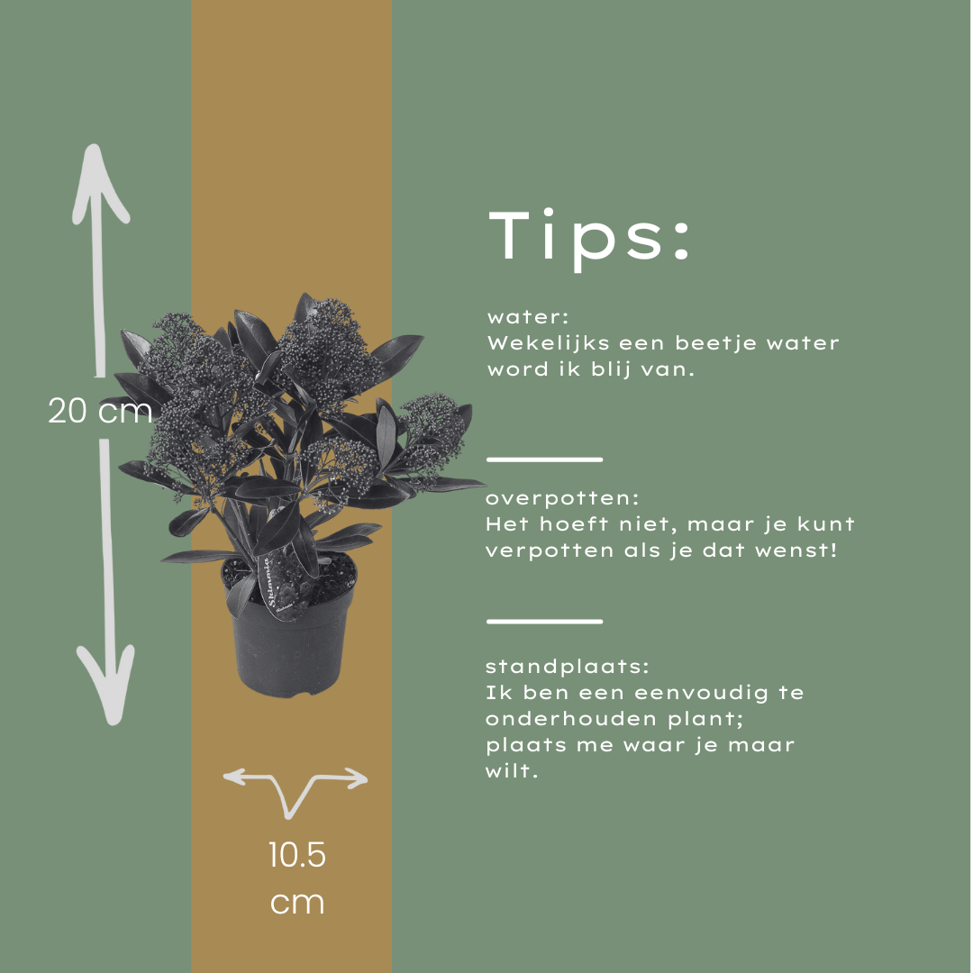 3 x Skimmia ‘Rubella’  | Wintergroene sfeermaker met dieprode knoppen