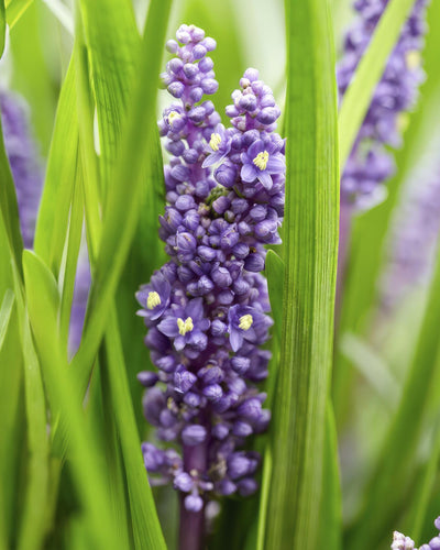 Liriope muscari 'Big Blue' – 6 stuks leliegras, hoogte 10-25 cm, pot Ø9 cm, groenblijvende sierplant voor borders en tuinen