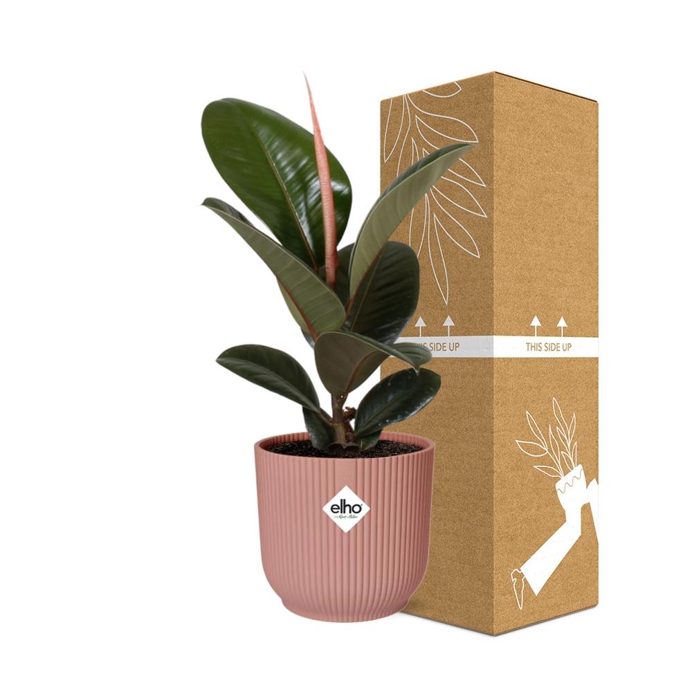 Ficus kamerplant in decoratieve pot – Luchtzuiverende groene plant voor binnen