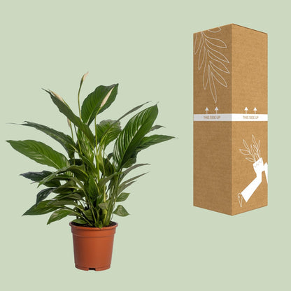 Spathiphyllum Vivaldi Peace Lily kamerplant met glanzende groene bladeren en witte bloemen in pot van 17 cm, hoogte 70 cm, luchtzuiverende en onderhoudsarme plant voor binnen, woonkamer of kantoor. En Nederland kamerplant.