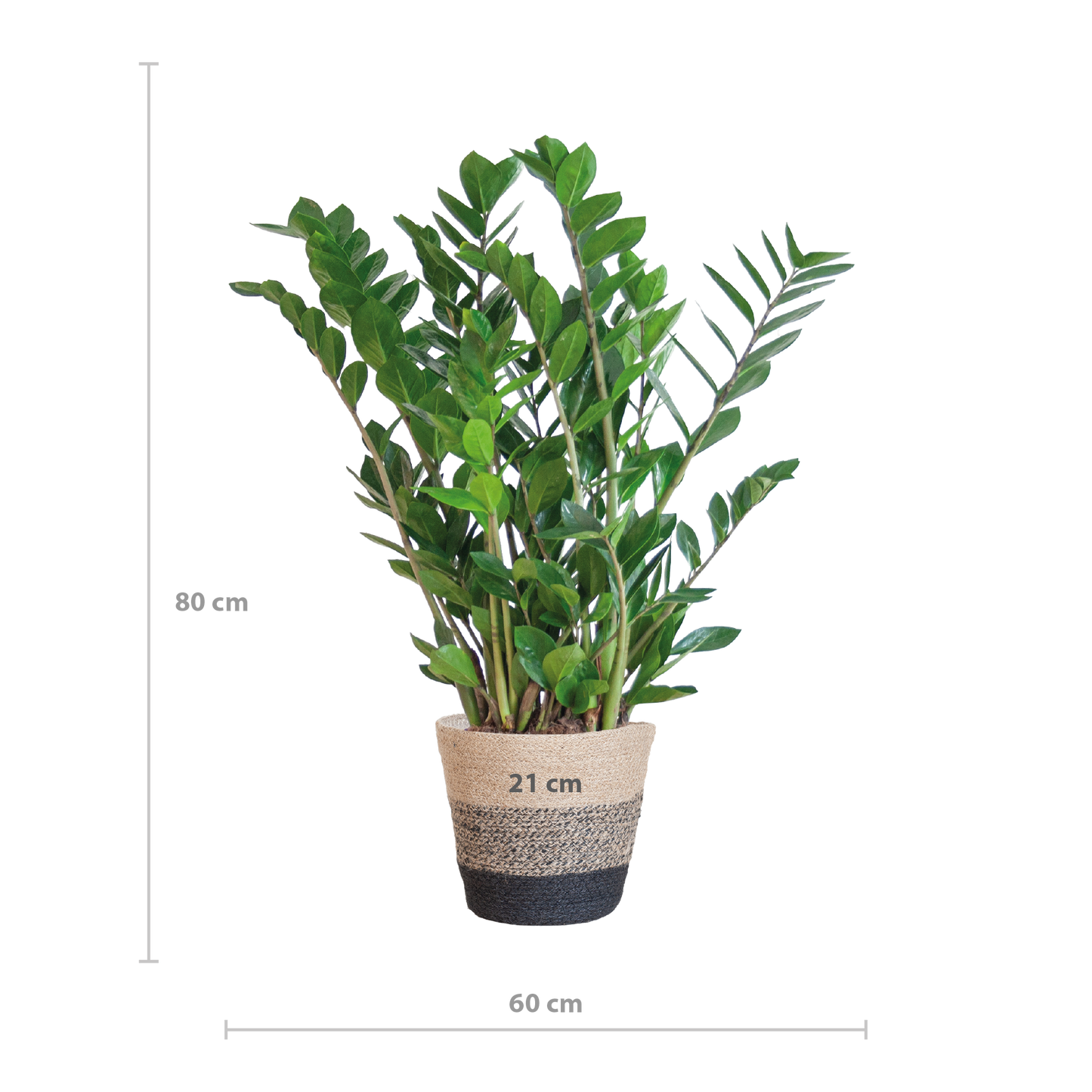Zamioculcas Zamiifolia combi deal | Kamerplant | ZZ Plant