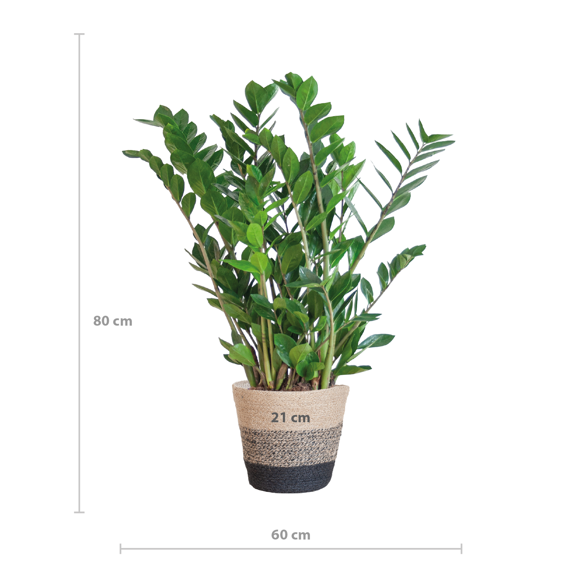 Zamioculcas Zamiifolia combi deal | Kamerplant | ZZ Plant