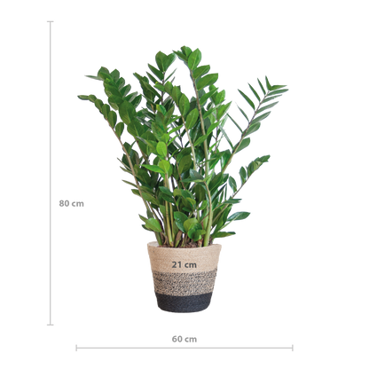 Zamioculcas Zamiifolia combi deal | Kamerplant | ZZ Plant