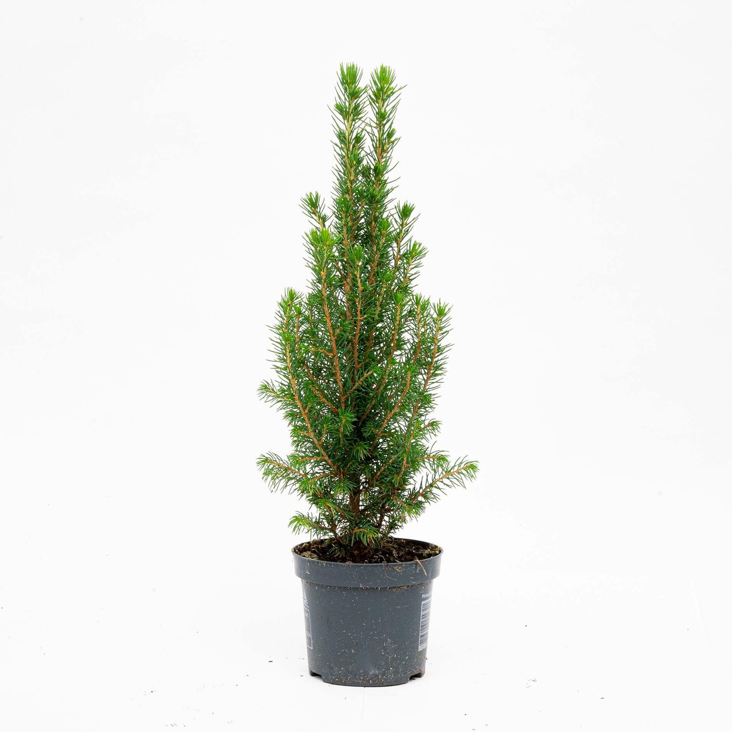 Mini-Kerstboom |  Chamaecyparis | Kerstactie
