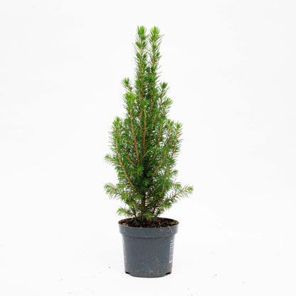 Mini-Kerstboom |  Chamaecyparis | Kerstactie