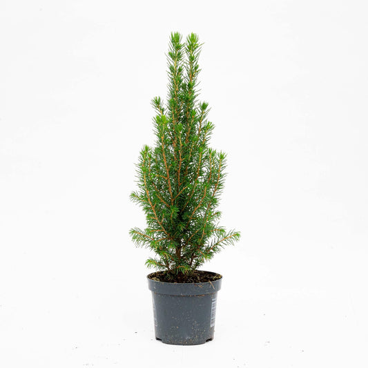 Mini-Kerstboom |  Chamaecyparis | Kerstactie
