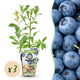 3 x Fruitplanten Blauwe Bes Vaccinium corymbossum Bluegold | Bio fruit