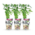 3 x Fruitplanten | Doornloze Braam | Rubus Thornfree | Zwarte Braam