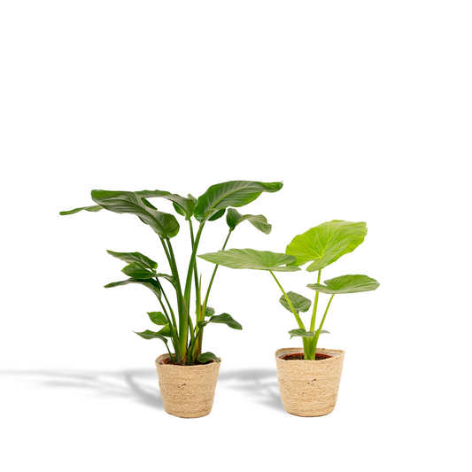 Strelitzia Nicolai -Alocasia Macrorrhiza + Mand Selin Kamerplant