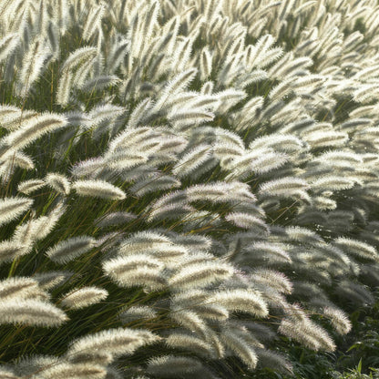 Pennisetum alopecuroides 'Hameln' lampenpoetser siergras met romige pluimen – Ø9 cm, 10–25 cm hoog