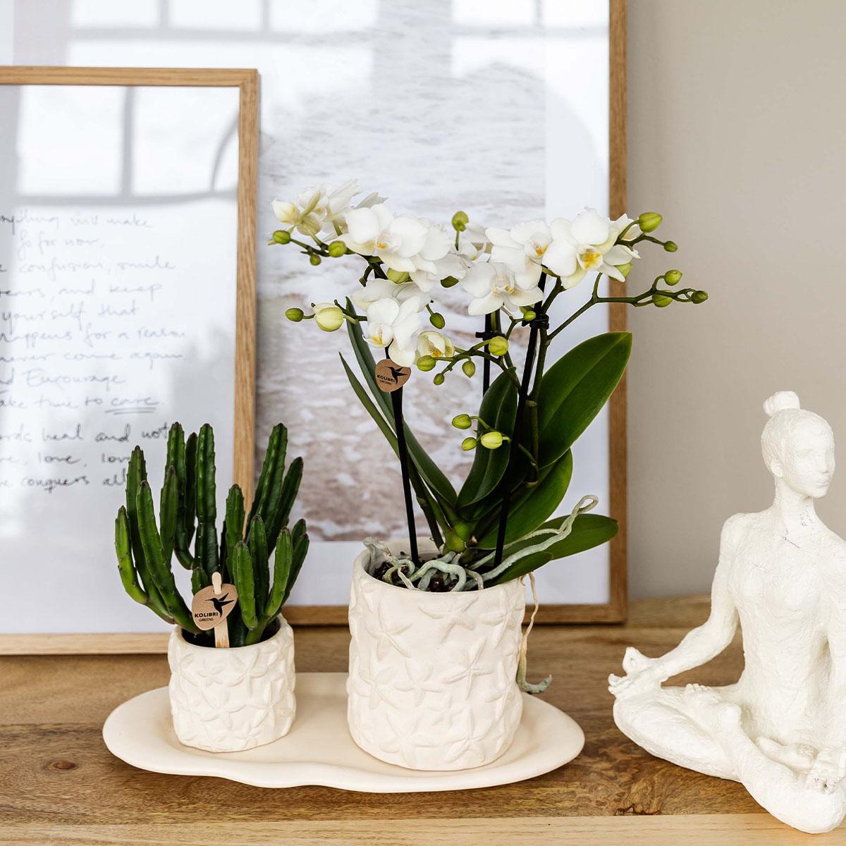 Witte Phalaenopsis orchidee ‘Lausanne’ met 2-3 bloemtakken en compacte succulent in keramieken sierpotten, geplaatst op een wit organisch ovaal dienblad – hoogte circa 35 cm.