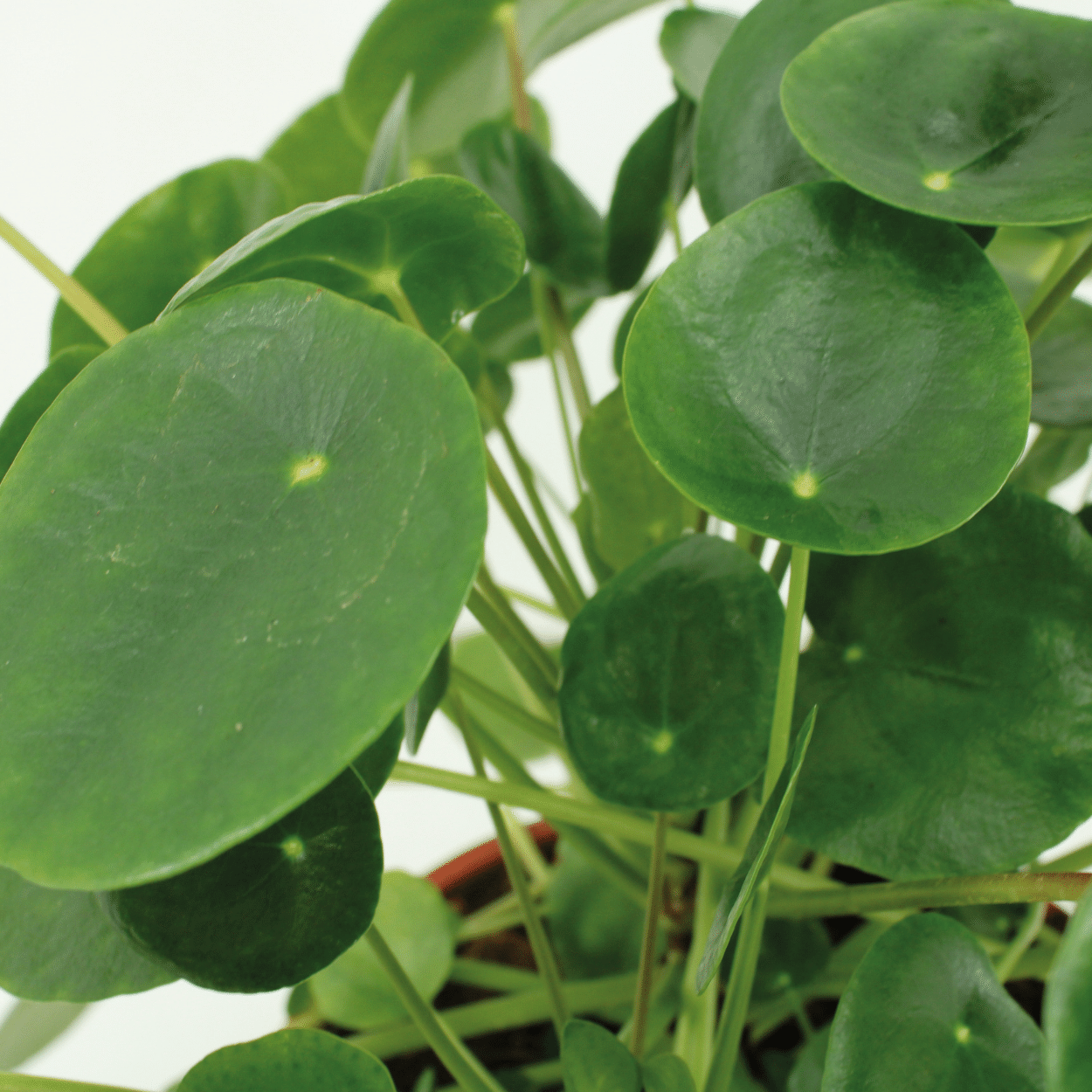 Kokodama Pilea Peperomioides – Pannenkoekenplant
