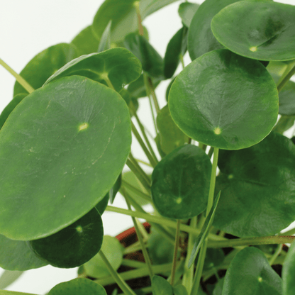 Kokodama Pilea Peperomioides – Pannenkoekenplant