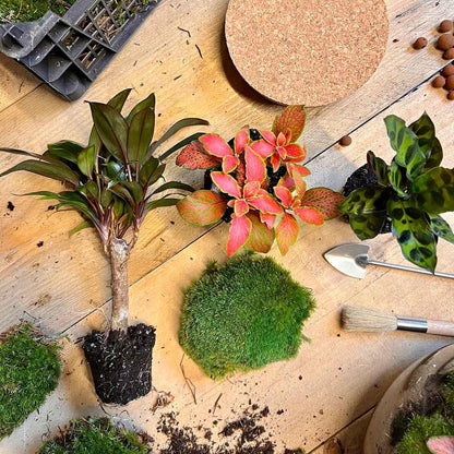DIY terrarium in glazen fles met kurk – Ø21 cm x 30 cm – met mini-palm, Calathea, Fittonia en mos, compleet pakket om zelf samen te stellen