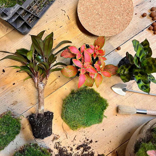 DIY terrarium in glazen fles met kurk – Ø21 cm x 30 cm – met mini-palm, Calathea, Fittonia en mos, compleet pakket om zelf samen te stellen