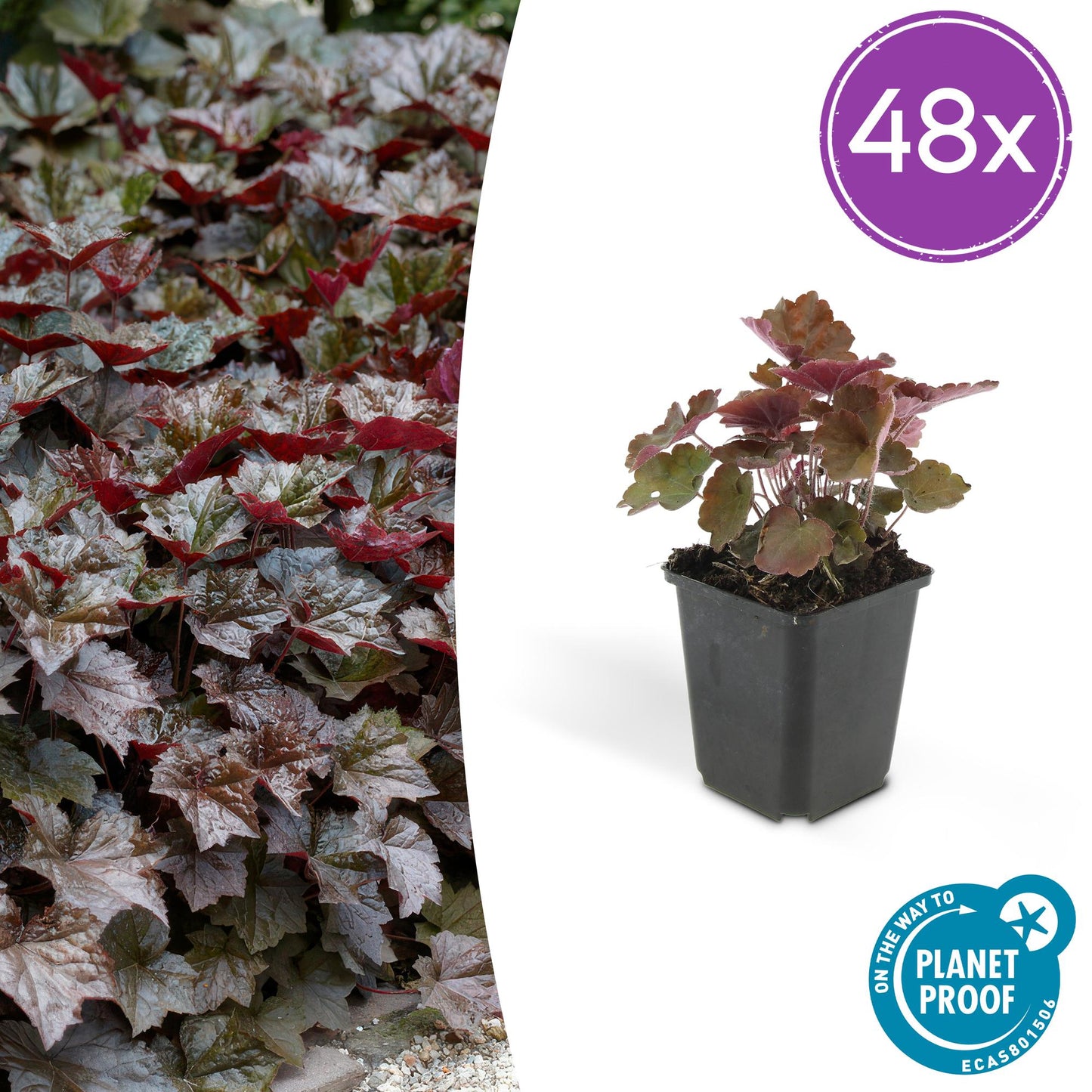 48x Heuchera mic.| Palace Purple' | Borderplant