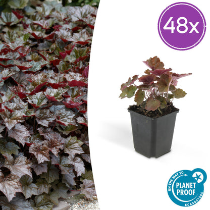 48x Heuchera mic.| Palace Purple' | Borderplant