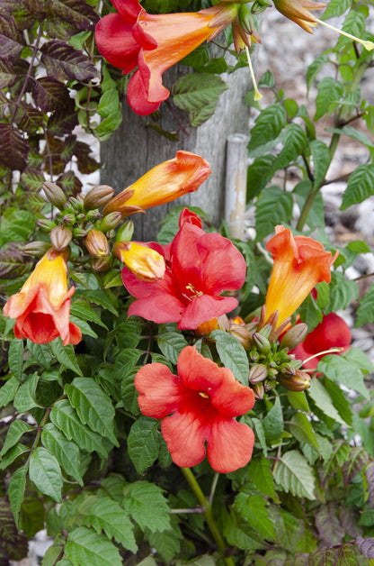 2x - Campsis Summer Jazz 'Feuertrompete' - ↨65cm - Ø15