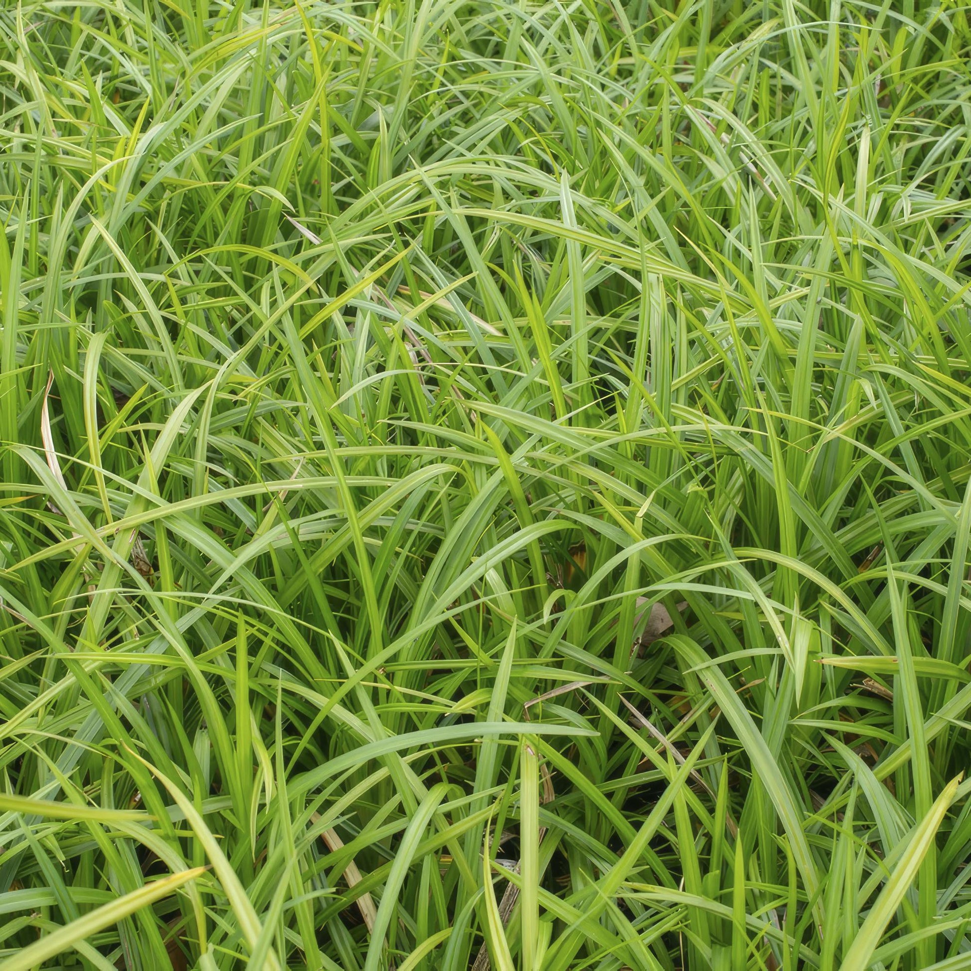 Wintergroene Carex morrowii – sterke bodembedekker voor schaduwplekken