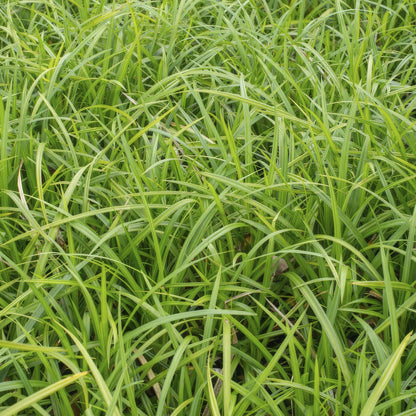 Wintergroene Carex morrowii – sterke bodembedekker voor schaduwplekken