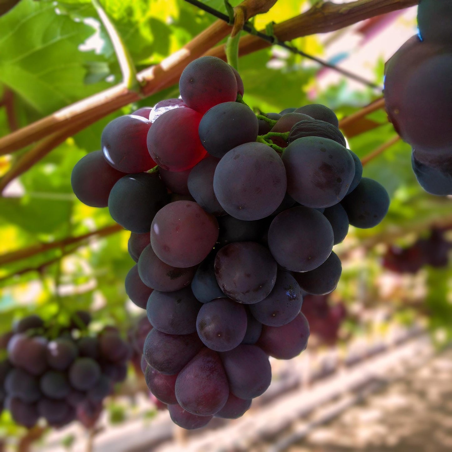 Vitis vinifera ‘Vanessa’ – Paarse Pitloze Druivenplant – 2 Stuks – Pot Ø15cm – Hoogte ±50cm