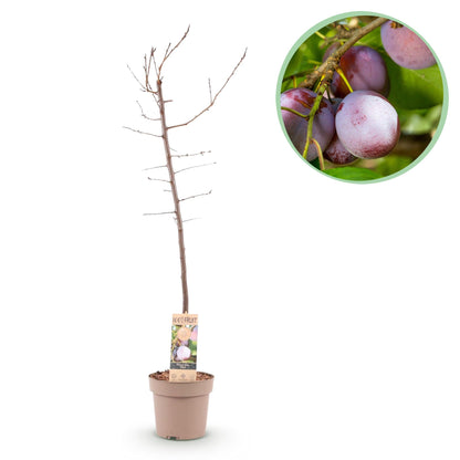 Fruitplant - Pruimen boom - Prunus domestica Opal - Geel Rode Vrucht - Pot 21cm Hoogte 90cm