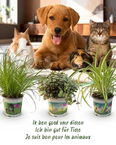 3 x Kamerplant | Cyperus - Calissia - Chlorophytum | Huisdiervriendelijke | Planten met Potter Grijs