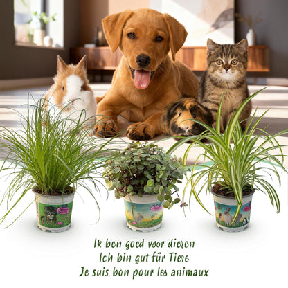 3 Houseplants | Cyperus - Calissia - Chlorophytum | Pet-Friendly | 3 Plants with Potter Grey