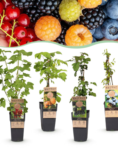 4 x Fruitplanten Mix ‘Rainbow’ | Rode bes, braam, framboos en blauwe bes