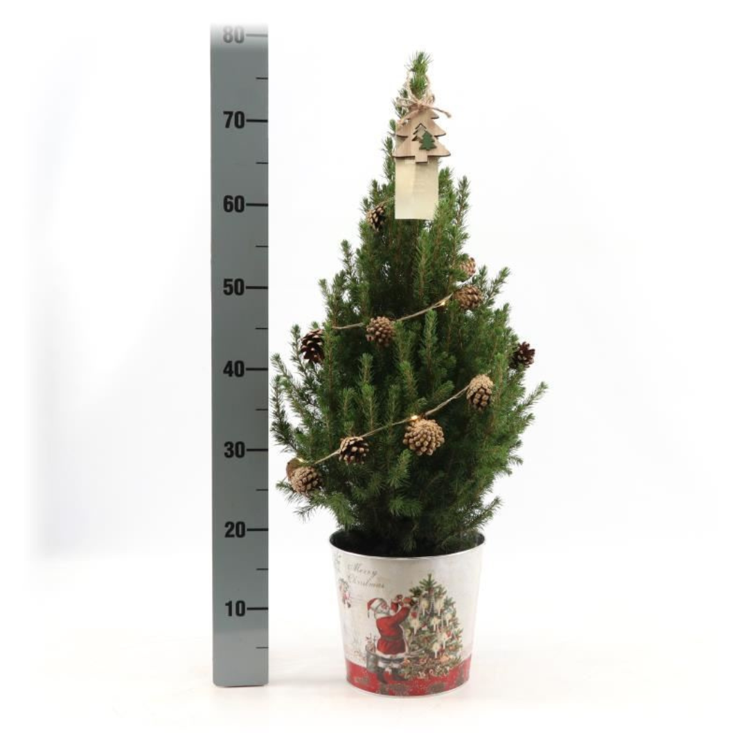 Kleine Kerstboom in Kerstmis sierpot |Picea Glauca Conica