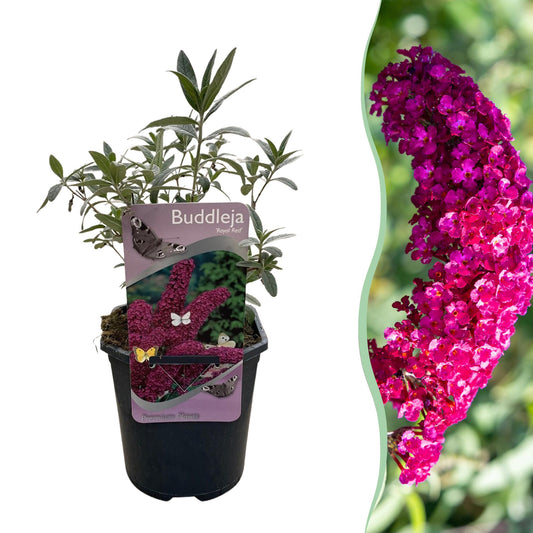 Vlinderstruik - Buddleja davidii Royal Red - Bloem Rood - 1 Plant - Bladverliezend - Vlinderlokkend -  Pot 17cm Hoogte 25cm
