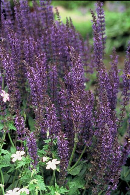 60x Salvia nem. 'Mainacht' - ↕10-25cm - Ø9cm