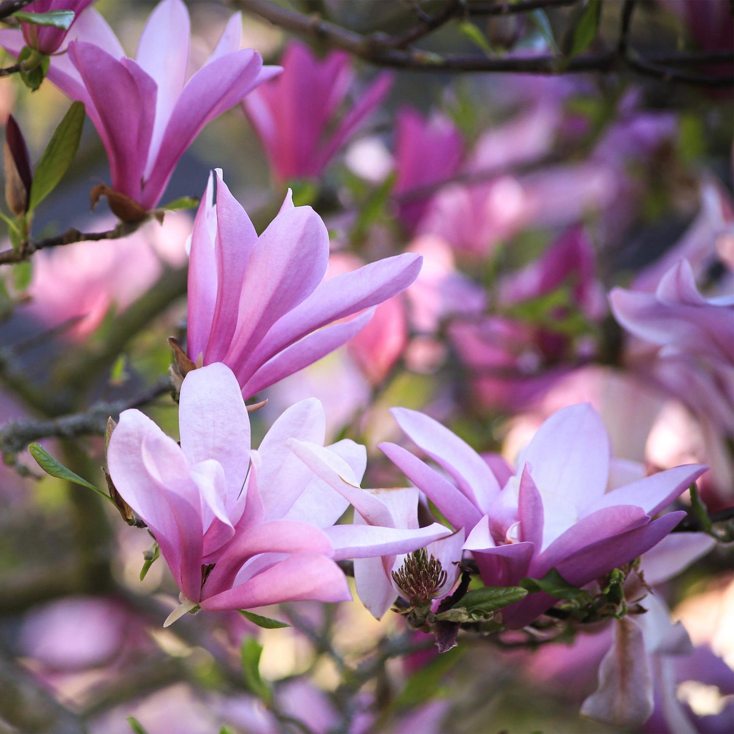 3 x Magnolia ‘Betty’ | Roze bloemen | Sierheester