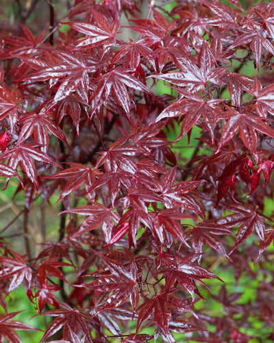 Acer palmatum ‘Bloodgood’ – Dieprode Japanse Esdoorn