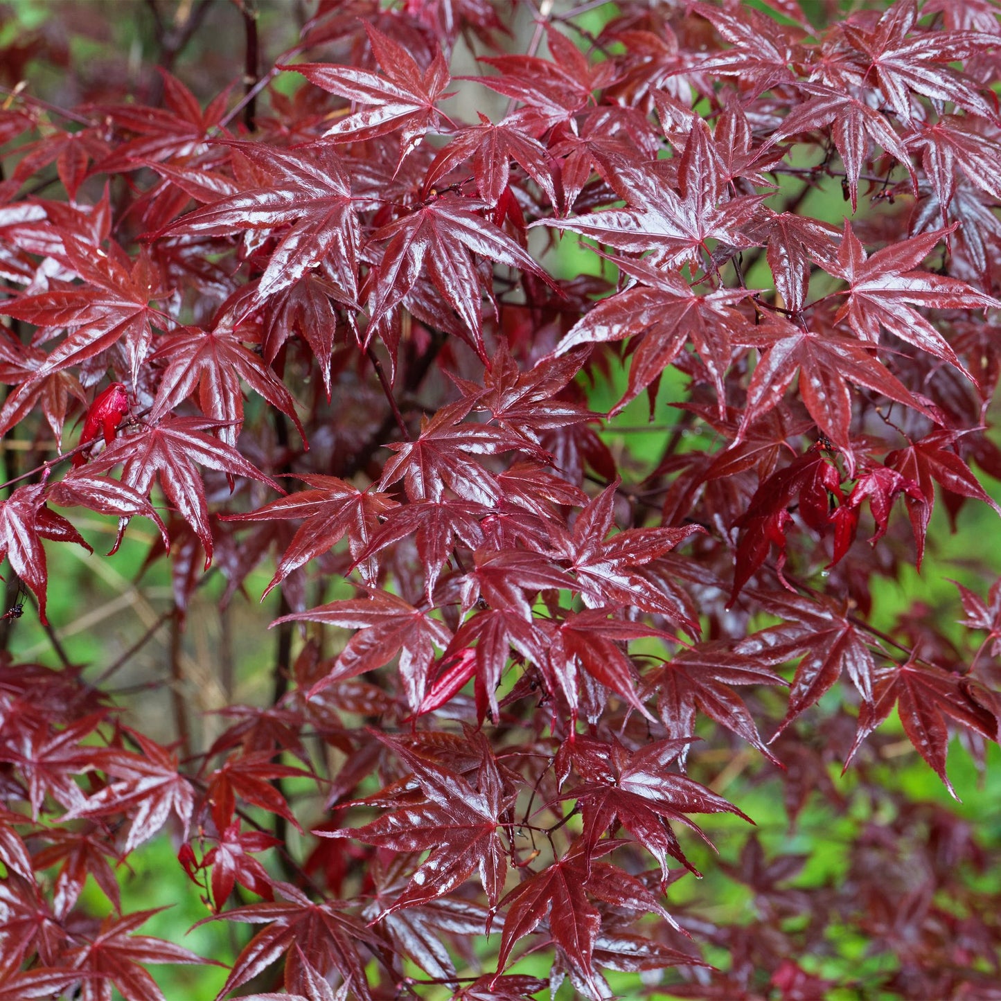 Acer palmatum 'Bloodgood' – Japanischer Ahorn mit tiefroten Blättern