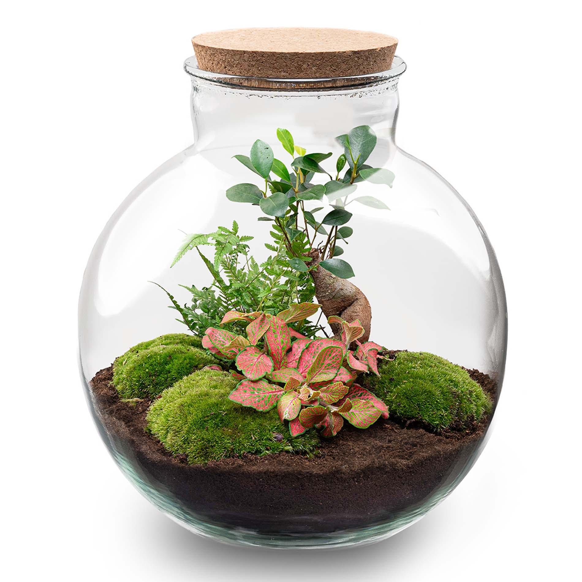 DIY Terrarium ‘Bolder Bob’ met Ficus Ginseng Bonsai, varen, Fittonia en bolmossen in glazen pot met kurk – Ø31 cm, hoogte 30 cm – zelfvoorzienend ecosysteem