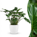 Philodendron | Xanadu  Groen | met sierpot Wit