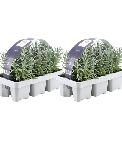 Pack Lavendel angustifolia - Ø7 cm - ↕15 cm - Planttoday