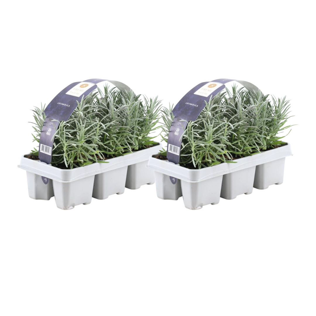 Pack Lavendel angustifolia - Ø7 cm - ↕15 cm