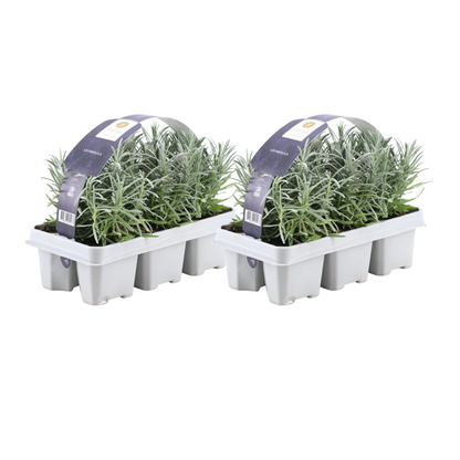 Pack Lavendel angustifolia - Ø7 cm - ↕15 cm