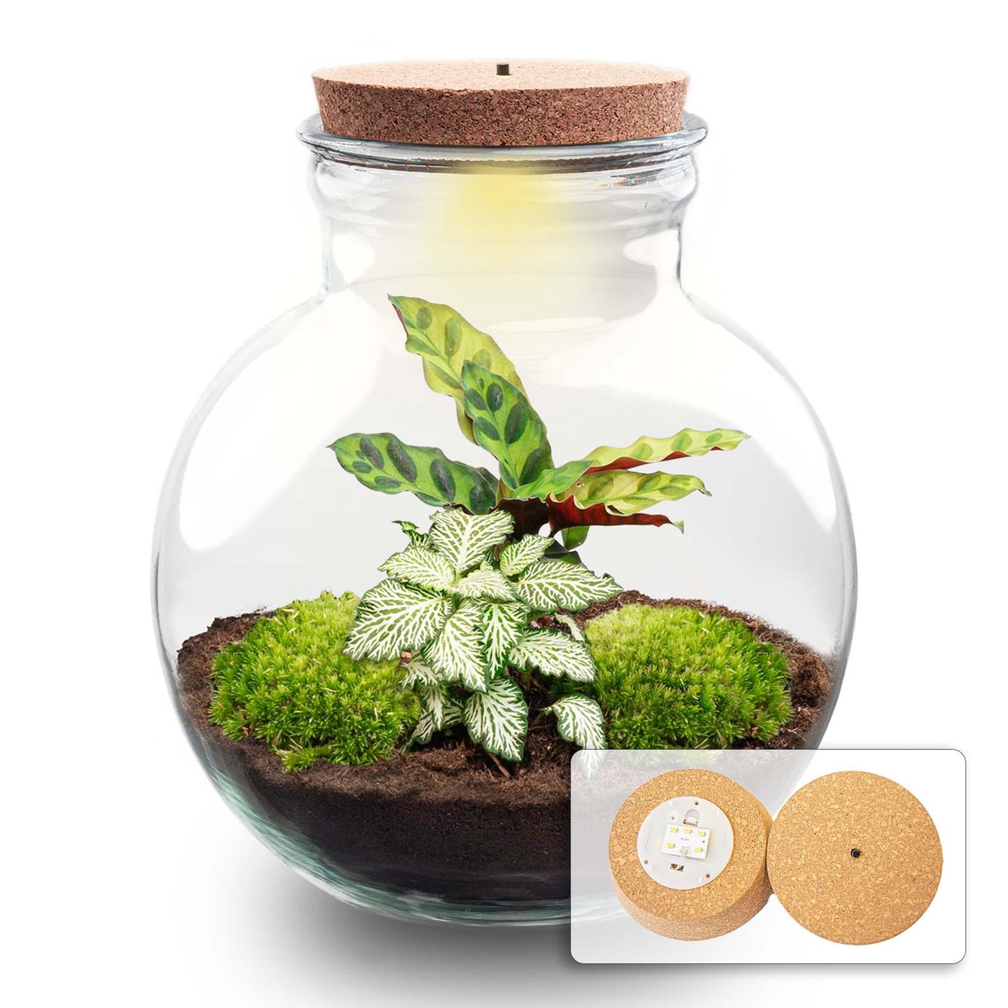 Maak je eigen planten terrarium met LED-licht. Zelfvoorzienend mini-ecosysteem met Calathea en Fittonia. Duurzaam, onderhoudsarm en sfeervol cadeau.