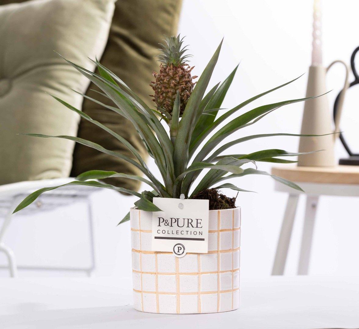 Tropische Ananas Rosita kamerplant in keramieken pot