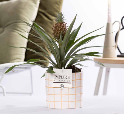 Tropische Ananas Rosita kamerplant in keramieken pot