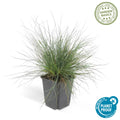 Festuca glauca ‘Elijah Blue’, blauw schapengras met blauwgrijze bladeren en witte pluimpjes, geschikt voor borders, rotstuinen en potten.