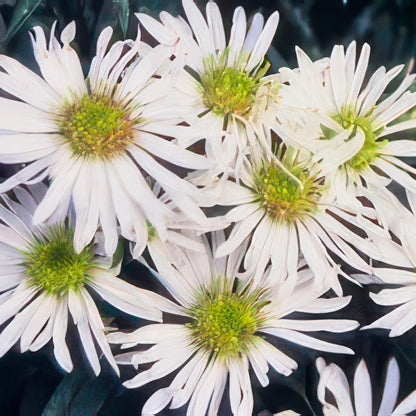 Aster ageratoides ‘Ashvi’ – Witte Bloeiende Aster. 48 stuks
