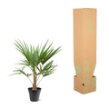 Trachycarpus Fortunei - 90-100cm - Ø21. verpakt in doos