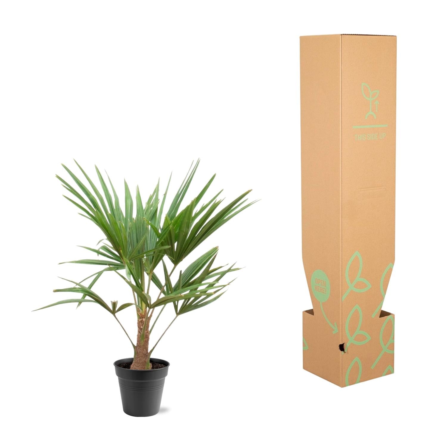 Trachycarpus Fortunei - 90-100cm - Ø21. verpakt in doos